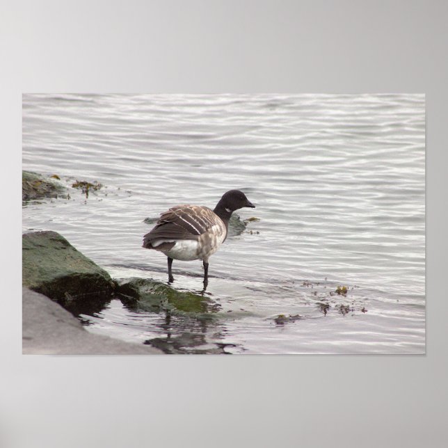 Brant Goose Photo Poster (Framsidan)