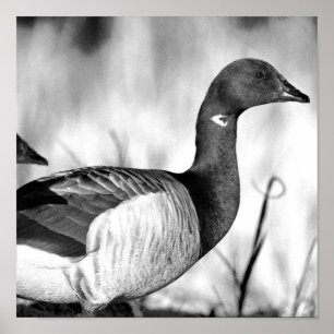 Brant Goose Poster