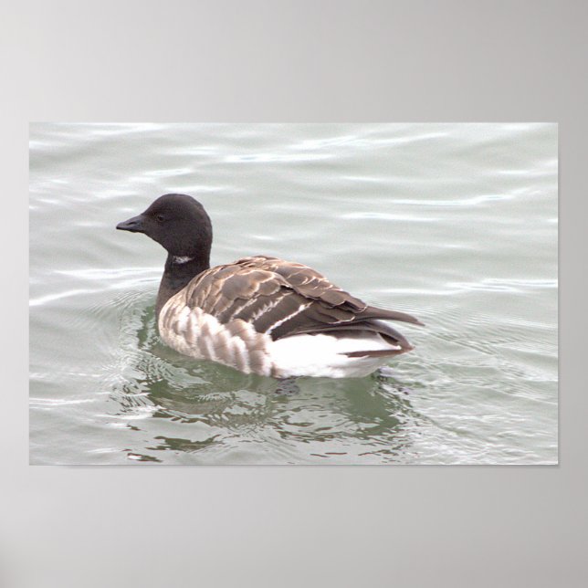 Brantgås Fotoaffisch Poster (Framsidan)