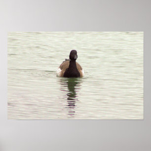 Brantgås Fotoaffisch Poster