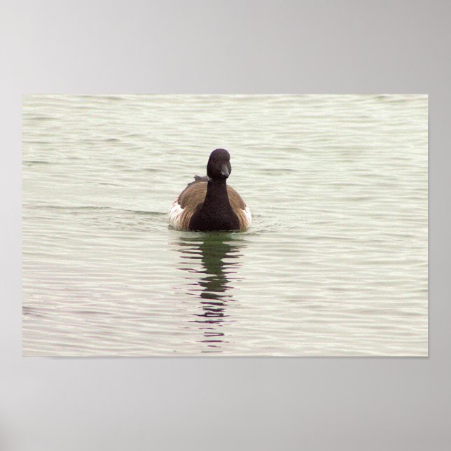 Brantgås Fotoaffisch Poster (Framsidan)