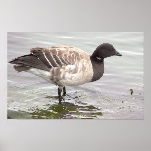 Brantgås Fotoaffisch Poster