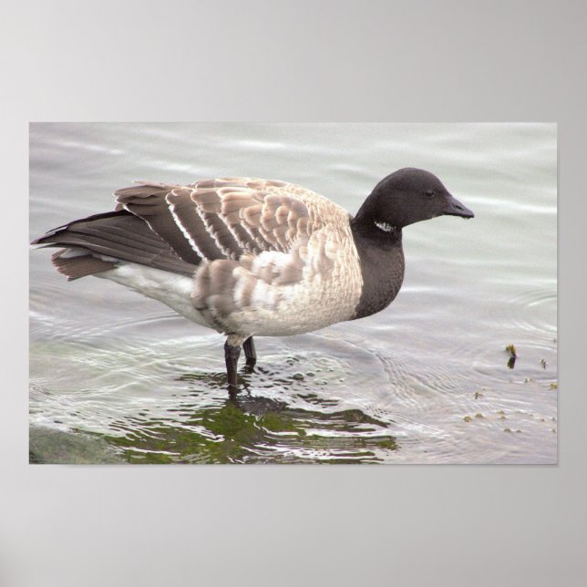 Brantgås Fotoaffisch Poster (Framsidan)