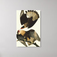 Brasilian Caracara Eagle, Audubon Birds of America