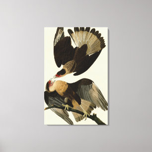 Brasilian Caracara Eagle, Audubon Birds of America Canvastryck