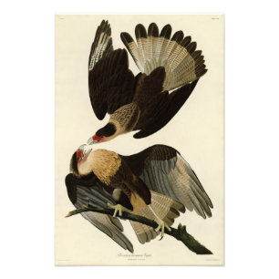 Brasilian Caracara Eagle, Audubon Birds of America Fototryck