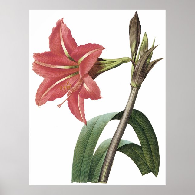 Brasiliansk Amaryllis Poster (Framsidan)