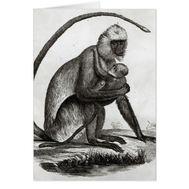 Brasiliansk apa hälsningskort (Framsidan)