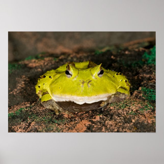 Brasiliansk horn Frog, Ceratophrys cornuta, 2 Poster (Framsidan)