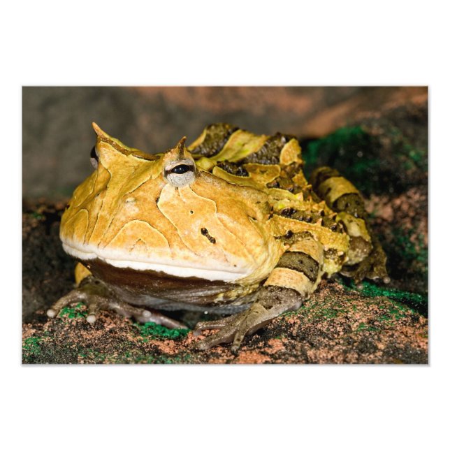 Brasiliansk horn Frog, Ceratophrys cornuta, 3 Fototryck (Framsidan)