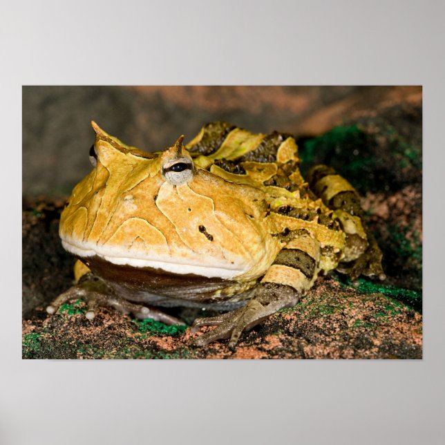Brasiliansk horn Frog, Ceratophrys cornuta, 3 Poster (Framsidan)