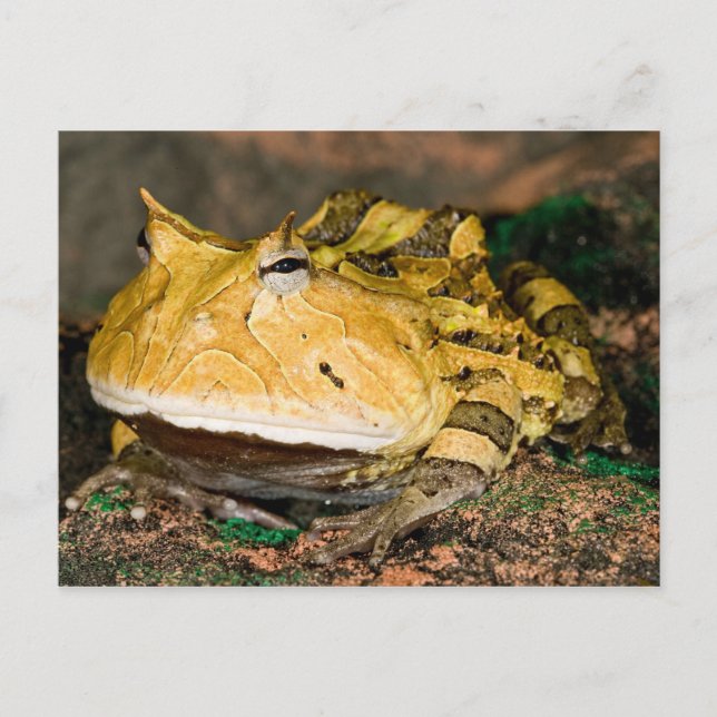 Brasiliansk horn Frog, Ceratophrys cornuta, 3 Vykort (Framsida)