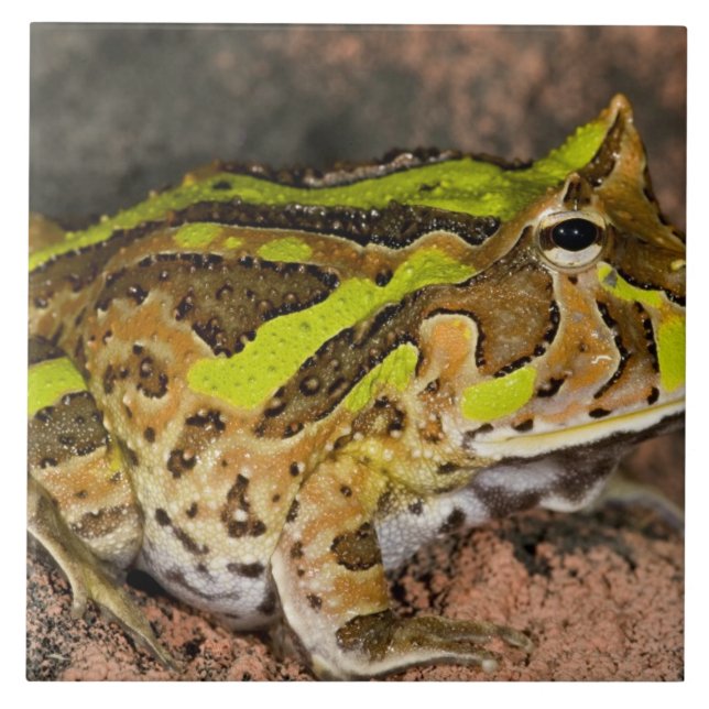 Brasiliansk horn Frog, Ceratophrys cornuta, Native Kakelplatta (Framsidan)