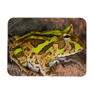 Brasiliansk horn Frog, Ceratophrys cornuta, Native Magnet