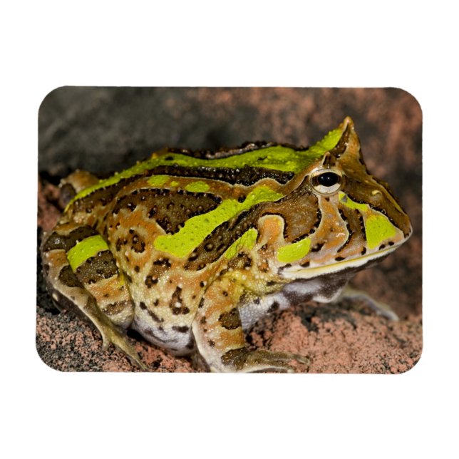 Brasiliansk horn Frog, Ceratophrys cornuta, Native Magnet (Horisontell)
