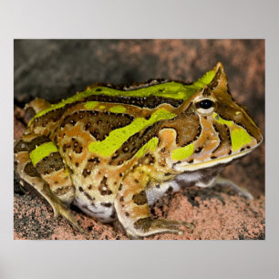 Brasiliansk horn Frog, Ceratophrys cornuta, Native Poster