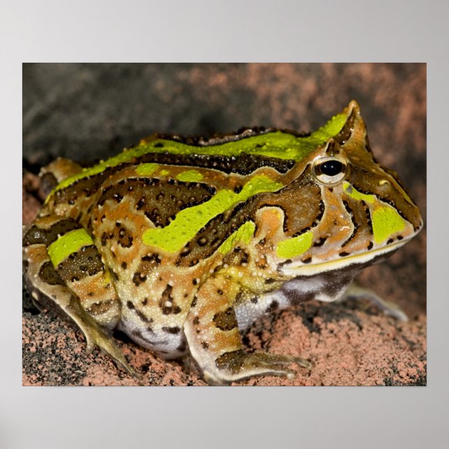 Brasiliansk horn Frog, Ceratophrys cornuta, Native Poster (Framsidan)