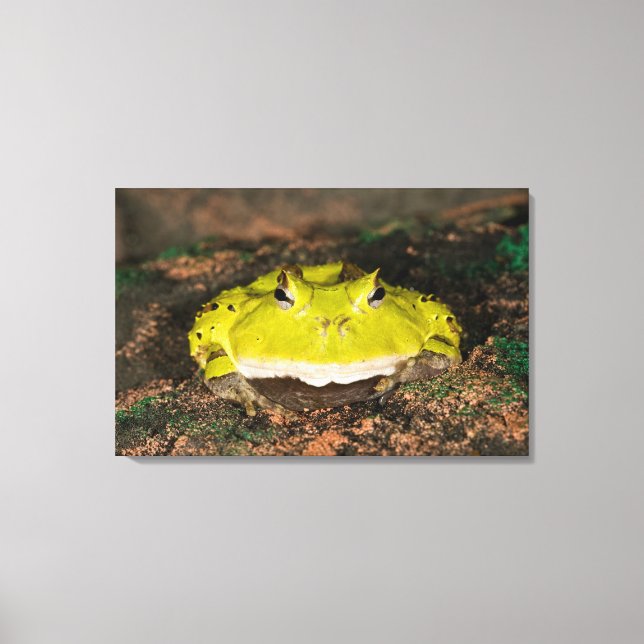 Brasiliansk hornpadda, Ceratophrys cornuta, 2 Canvastryck (Framsida)