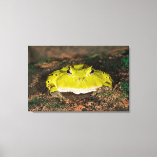 Brasiliansk hornpadda, Ceratophrys cornuta, 2 Canvastryck