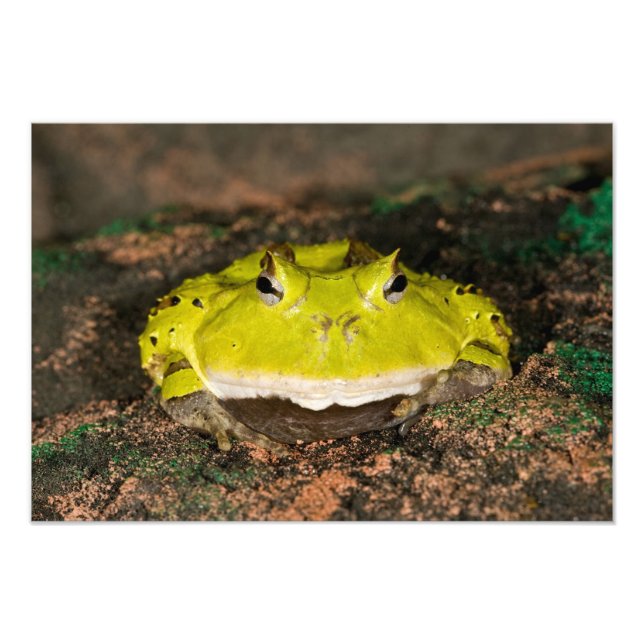 Brasiliansk hornpadda, Ceratophrys cornuta, 2 Fototryck (Framsidan)
