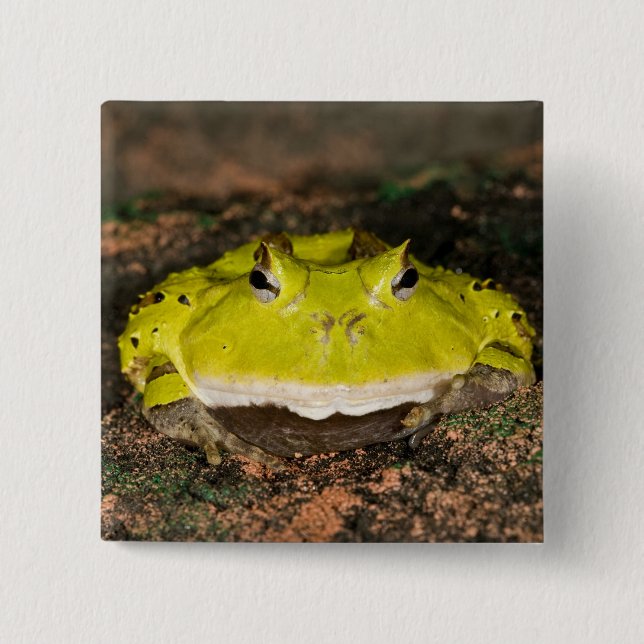 Brasiliansk hornpadda, Ceratophrys cornuta, 2 Knapp (Framsida)