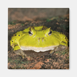 Brasiliansk hornpadda, Ceratophrys cornuta, 2 Magnet