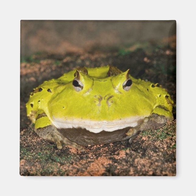 Brasiliansk hornpadda, Ceratophrys cornuta, 2 Magnet (Framsidan)