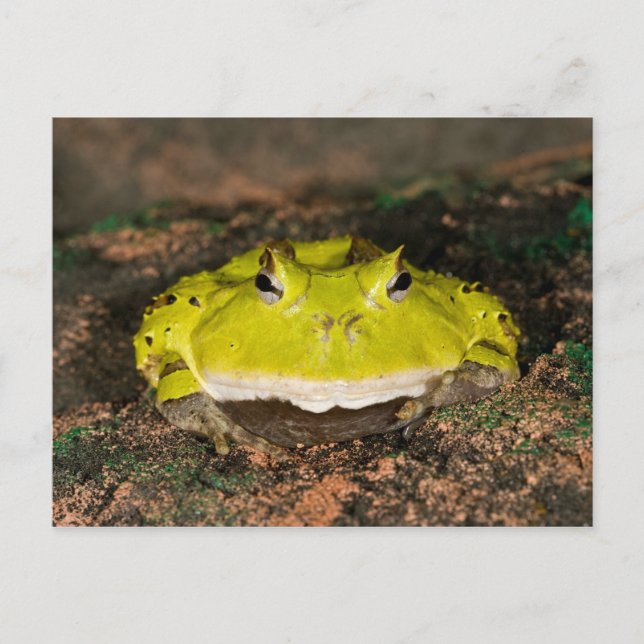 Brasiliansk hornpadda, Ceratophrys cornuta, 2 Vykort (Framsida)