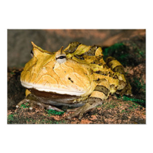 Brasiliansk hornpadda, Ceratophrys cornuta, 3 Fototryck