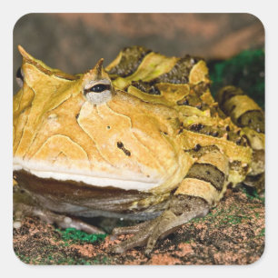 Brasiliansk hornpadda, Ceratophrys cornuta, 3 Fyrkantigt Klistermärke