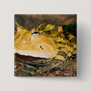 Brasiliansk hornpadda, Ceratophrys cornuta, 3 Knapp