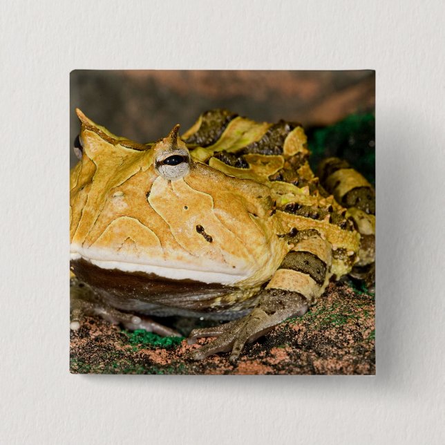Brasiliansk hornpadda, Ceratophrys cornuta, 3 Knapp (Framsida)