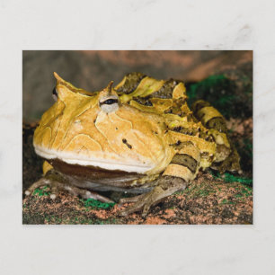 Brasiliansk hornpadda, Ceratophrys cornuta, 3 Vykort