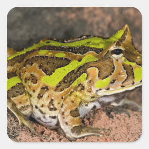 Brasiliansk hornpadda, Ceratophrys cornuta, Urspru Fyrkantigt Klistermärke