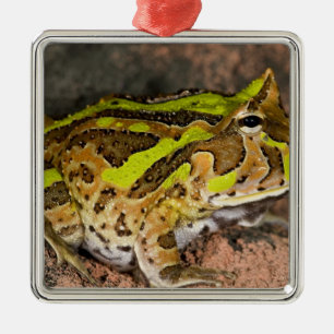 Brasiliansk hornpadda, Ceratophrys cornuta, Urspru Julgransprydnad Metall