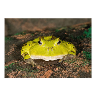 Brasiliansk hornpaddla, Ceratophrys cornuta, 2 Fototryck