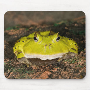 Brasiliansk hornpaddla, Ceratophrys cornuta, 2 Musmatta