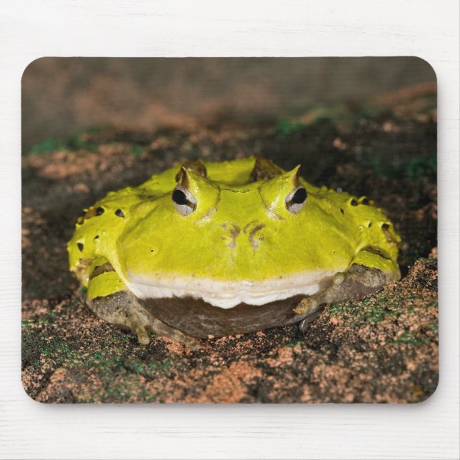 Brasiliansk hornpaddla, Ceratophrys cornuta, 2 Musmatta (Framsidan)