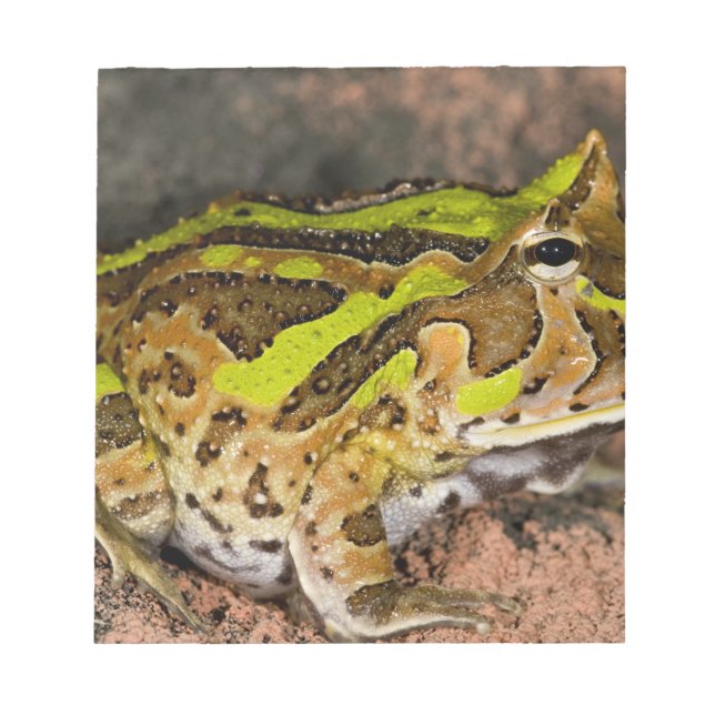 Brasiliansk hornpaddla, Ceratophrys cornuta, Urspr Anteckningsblock (Framsida)