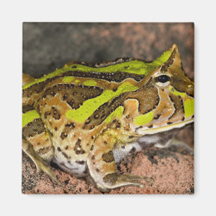 Brasiliansk hornpaddla, Ceratophrys cornuta, Urspr Magnet