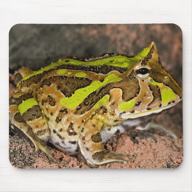 Brasiliansk hornpaddla, Ceratophrys cornuta, Urspr Musmatta (Framsidan)
