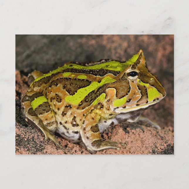 Brasiliansk hornpaddla, Ceratophrys cornuta, Urspr Vykort (Framsida)