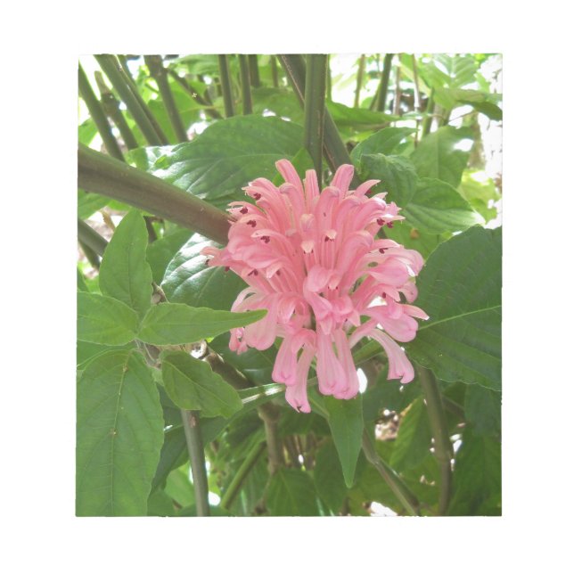 Brasiliansk plumblomma anteckningsblock (Framsida)