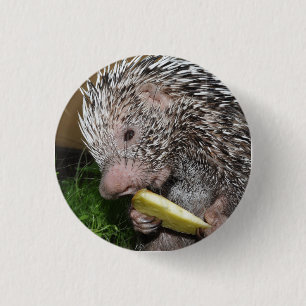 Brasiliansk porcupine eller Grip--tailed porcupine Knapp