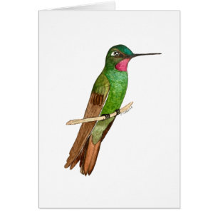 Brasiliansk Ruby Hummingbird OBS Kort