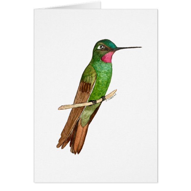 Brasiliansk Ruby Hummingbird OBS Kort (Framsidan)