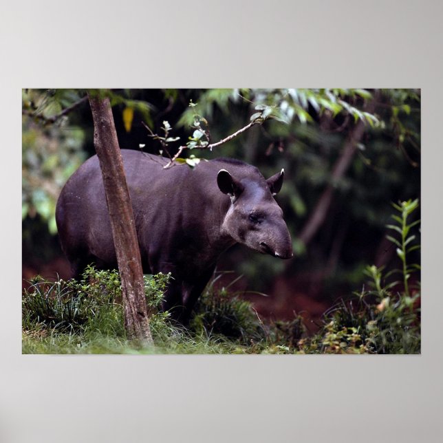 Brasiliansk Tapir (Tapirus terrestris) Poster (Framsidan)
