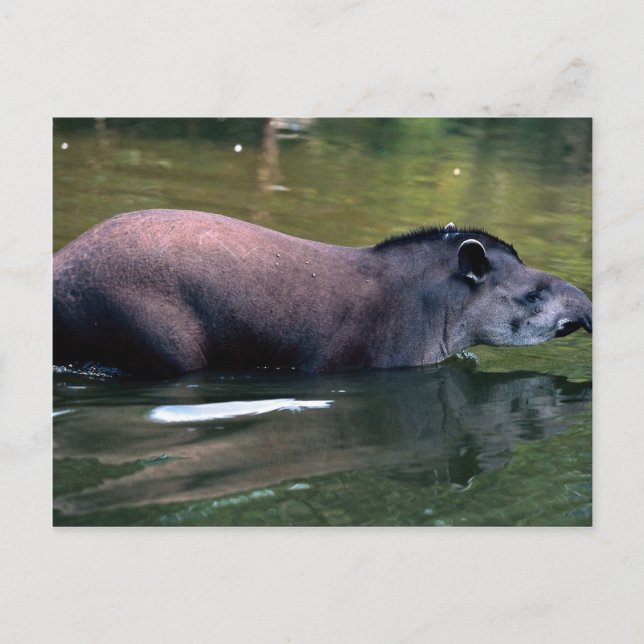 Brasiliansk Tapir (Tapirus terrestris) Vykort (Framsida)