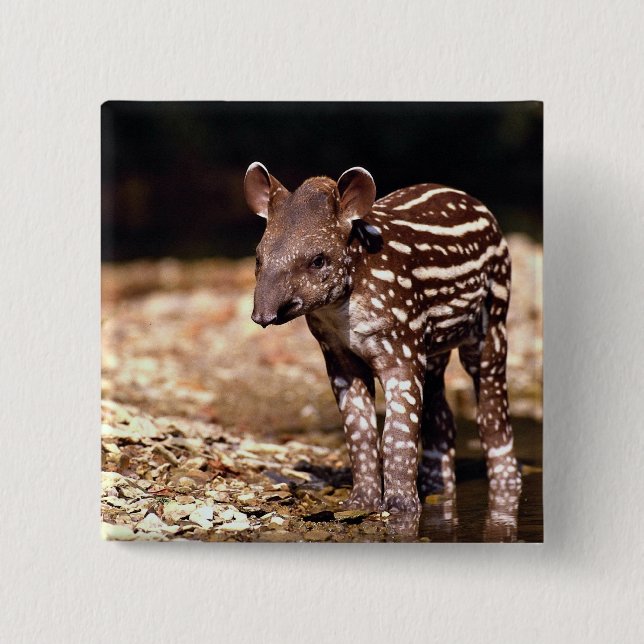 Brasiliansk Tapir, ung kalv bredvid floden Knapp (Framsida)