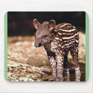 Brasiliansk Tapir, ung kalv bredvid floden Musmatta